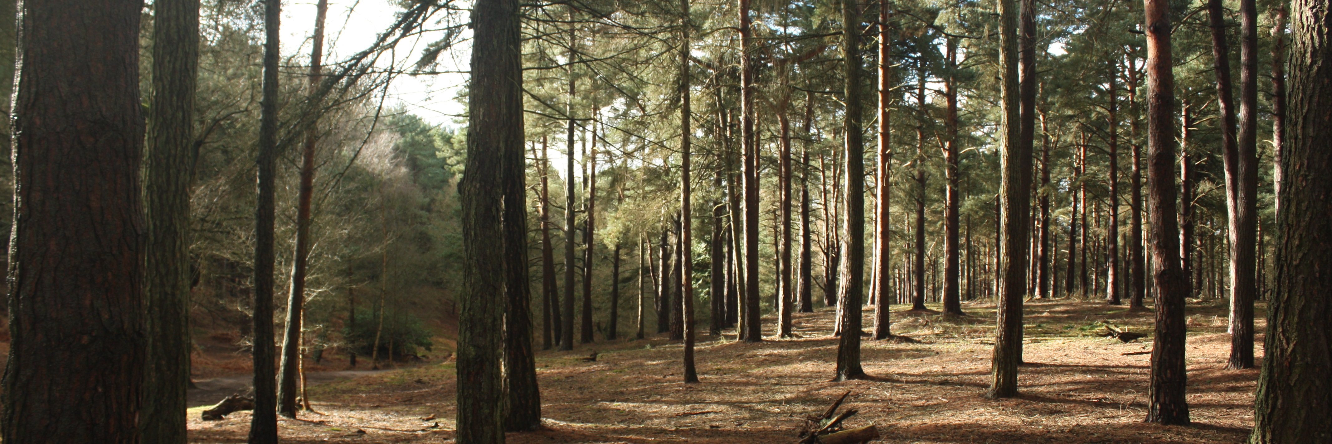 Rushmere Picture